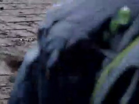 gocanada 20110407 Ecureuil à Montreal