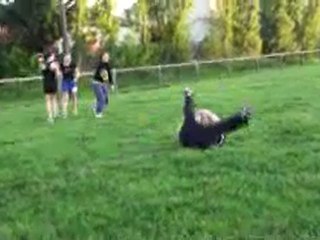 1er entrainement RCPO Féminin