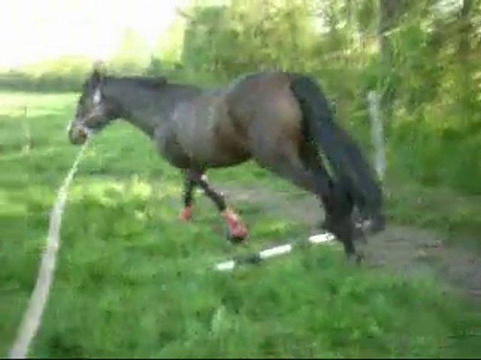 Brasiliana saute en longe