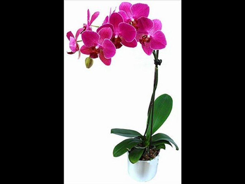 ISMAIL YK YENI YENI 2007 DUYDUN MU YAR GB   www.cesuryureklim.com  cesuroglu@live.nl