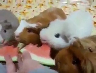 Karpuz yiyen hemstırlar... :)