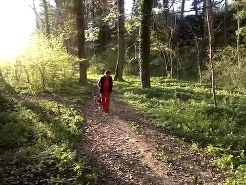 Wald Natur in der Schweiz, Thörishaus