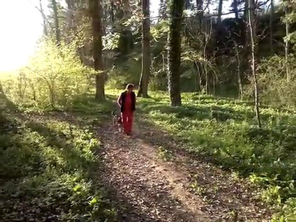 Wald Natur in der Schweiz, Thörishaus