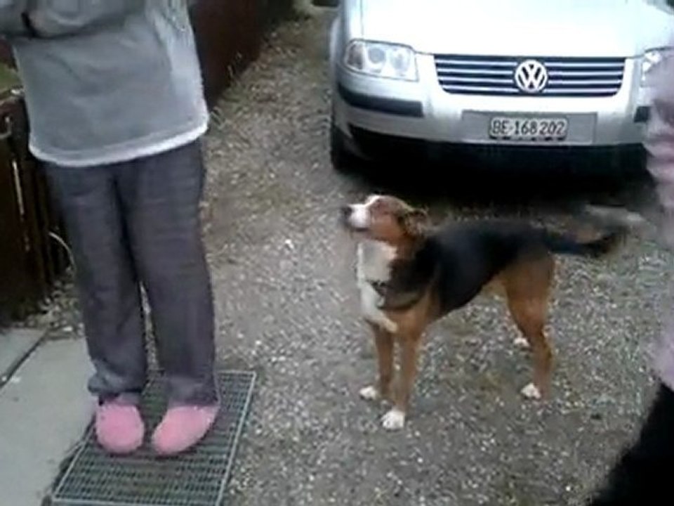 Camping, Hund, Bläcky, Heidi