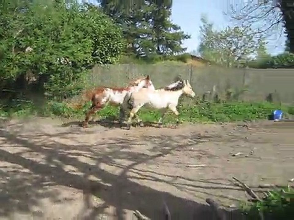 Jack et Enzo saut au paddock