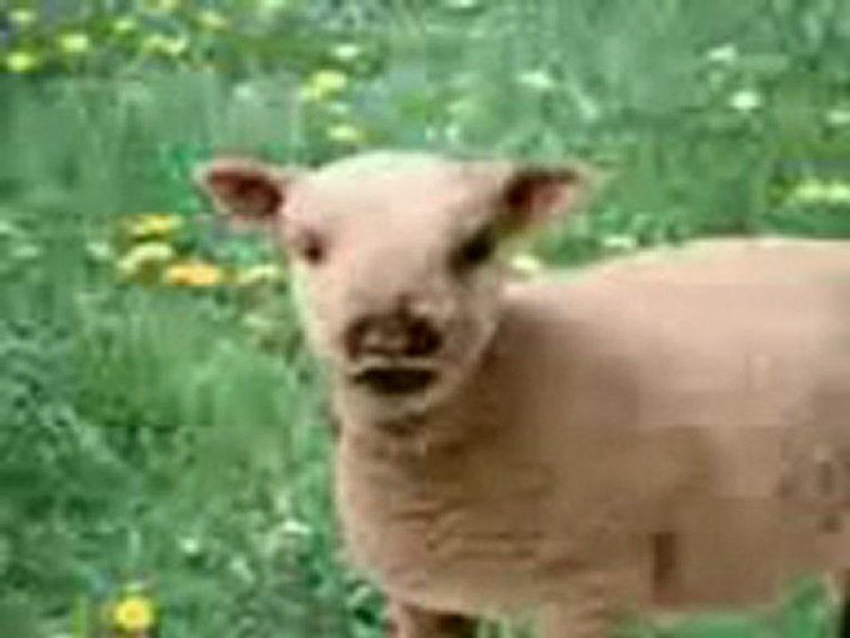 fokaha 2011 foukaha 2011-www.fokaha2011.tk