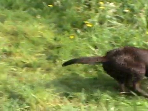 on apprend le assis pas bouger on n'attend à Faolan !!
