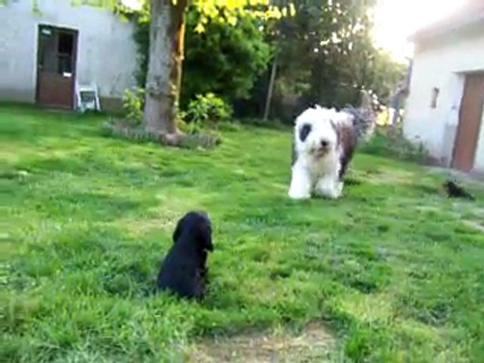 bébés cockers et bébé bobtail 7 semaines et 7 mois !!!!