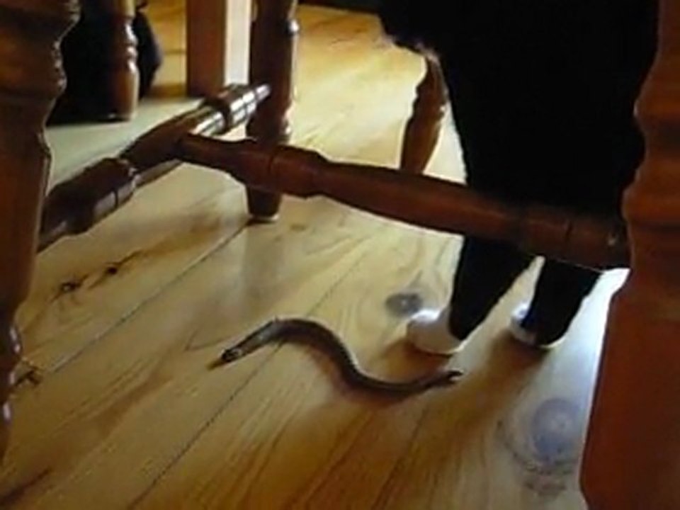 Cats & Slow-worm