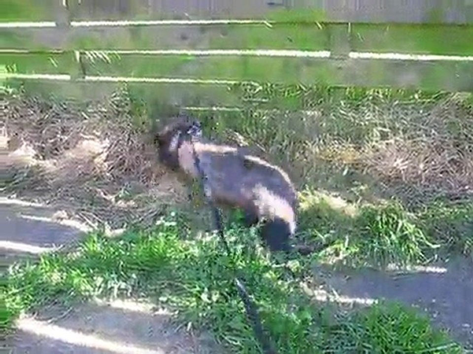 Furets - Les beaux jours