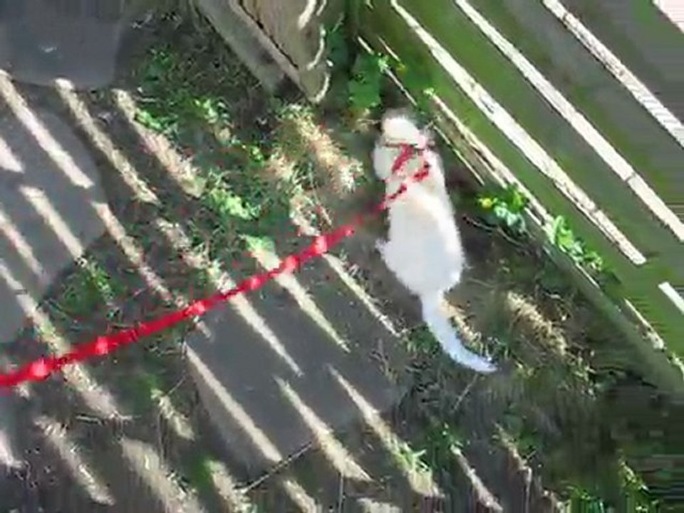 Furets - Les beaux jours 2