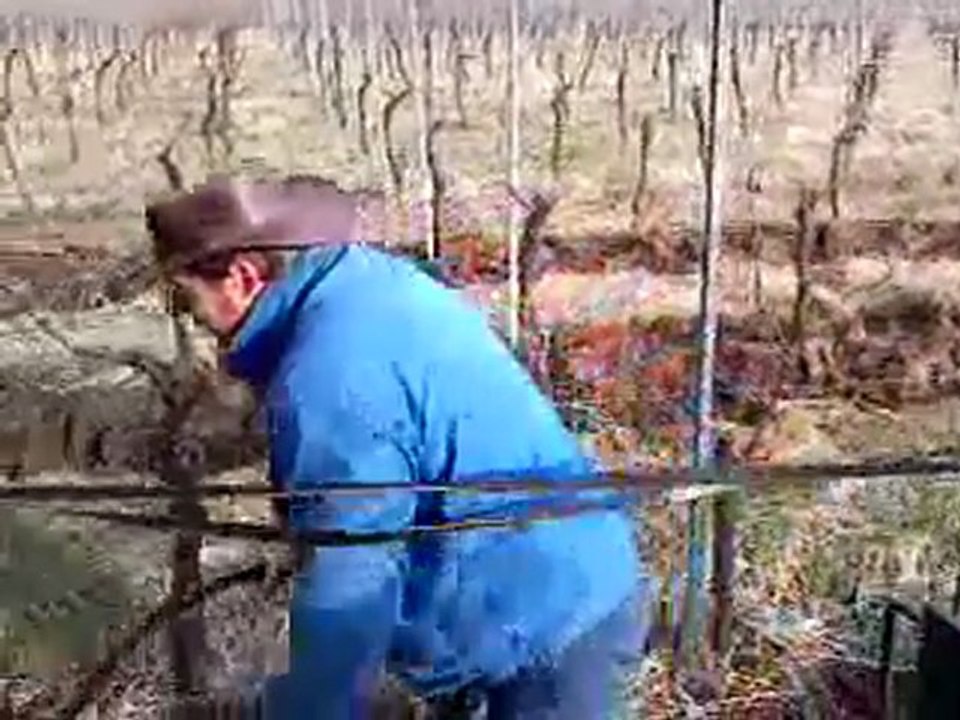 labours de nos vignes avec Skippy, notre cheval de trait en mars 2011
