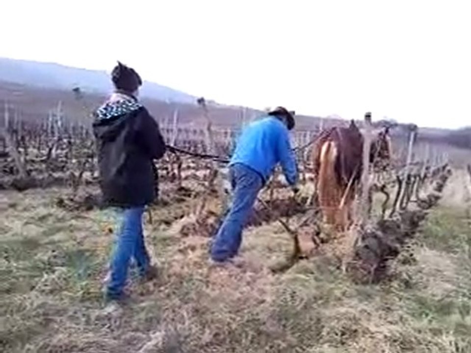labours (suite) de nos vignes avec Skippy, notre cheval de trait en mars 2011