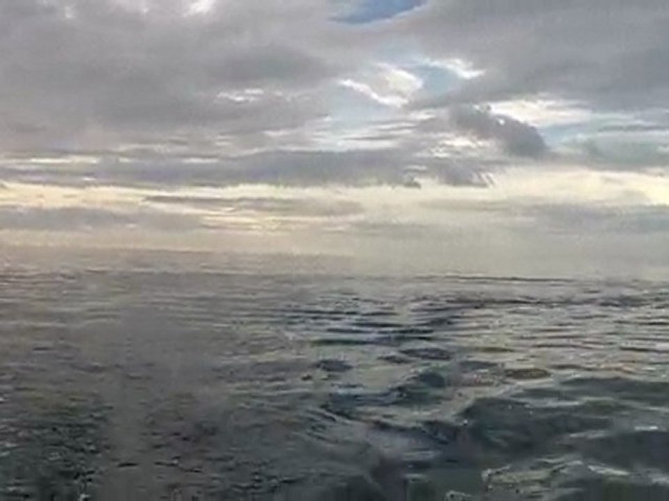 Dauphins