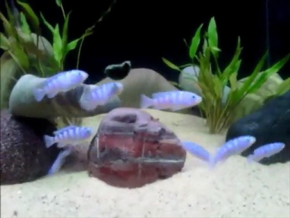 Kenyi Cichlid'lerim_Vol2