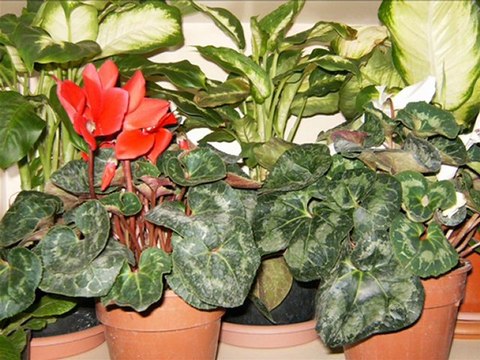 Prenses Çiçek Sarayı - Radyo Reklamı