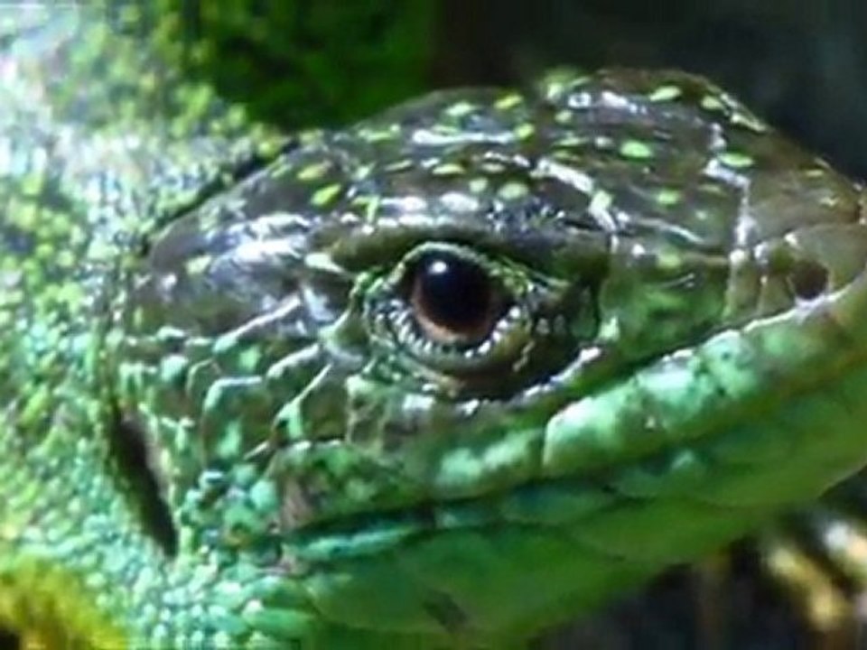 lizards's corner (hommage à Debussy)