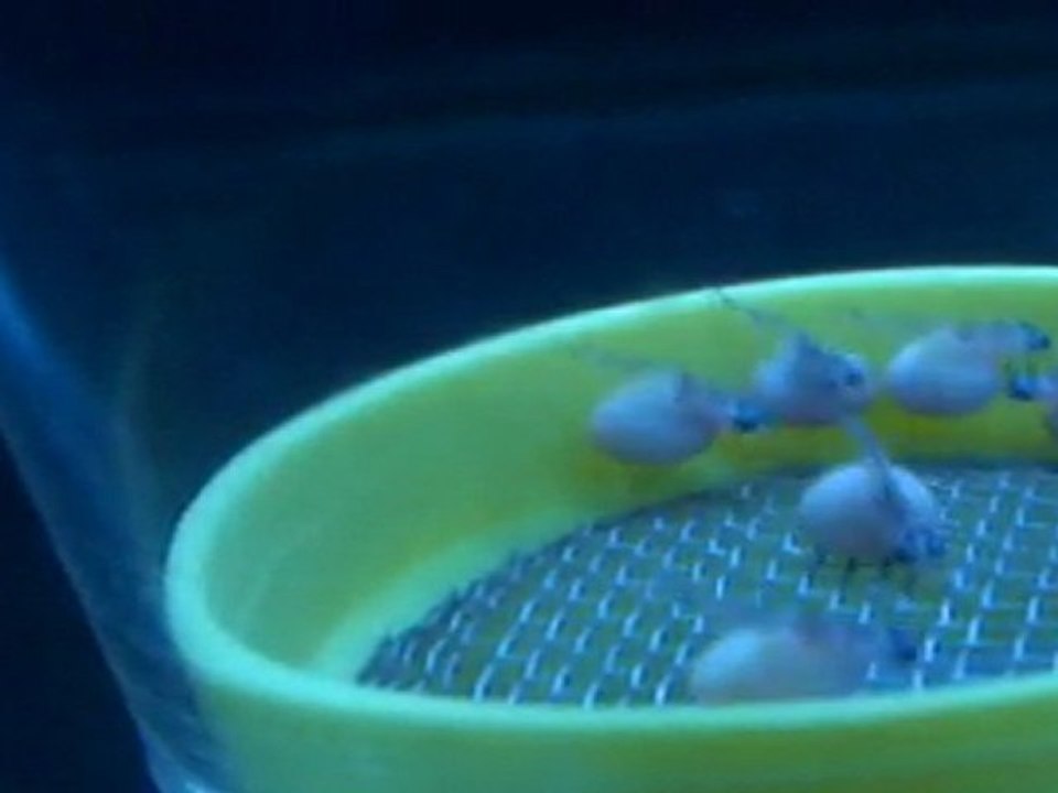 FRONTOSA BLUE ZAİRE MOBA YUMURTALARI  08.04.2011  SAAT:13:00