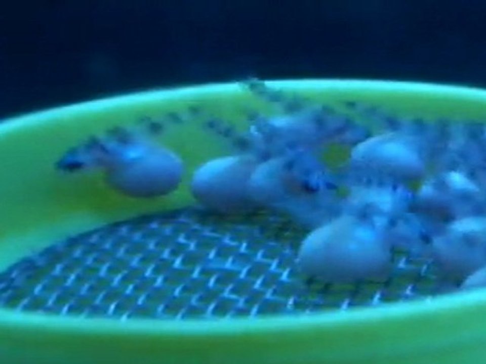 FRONTOSA BLUE ZAİRE MOBA YUMURTALARI  11.04.2011  SAAT:11.00