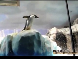 Il tuffo involontario del pinguino