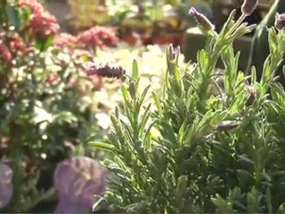 Springtime Gardening with Chris Collins!