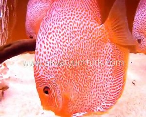 HAKAN ÖZGÜNGÖR DISCUS 2010