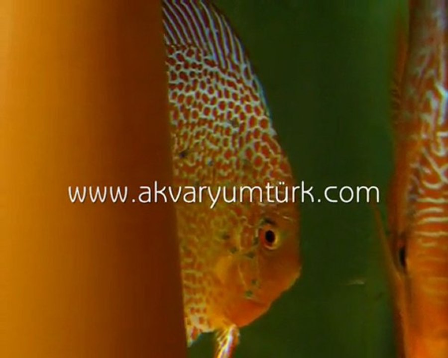 HAKAN ÖZGÜNGÖR LSS DISCUS YAVRULARI