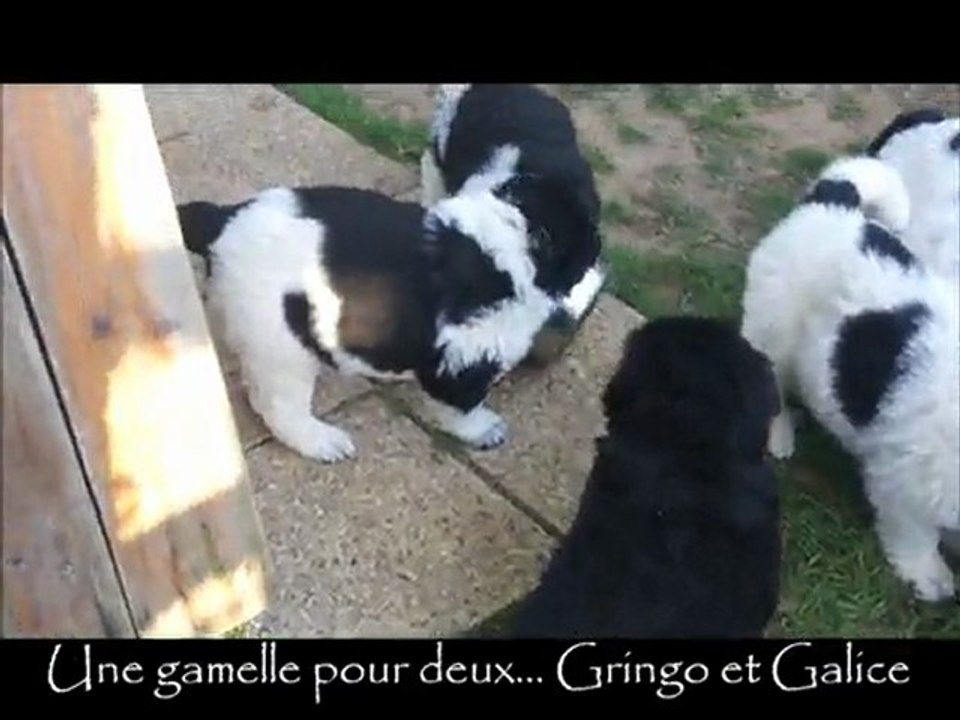 Dunetons à 7 semaines