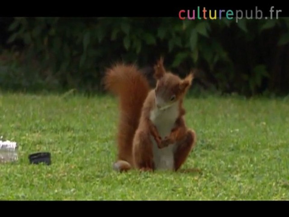 Squirrel is a mad football nut / Carlsberg