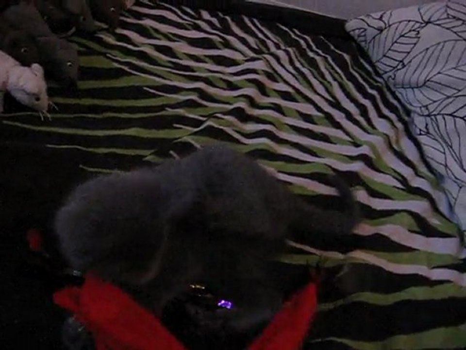 guest2