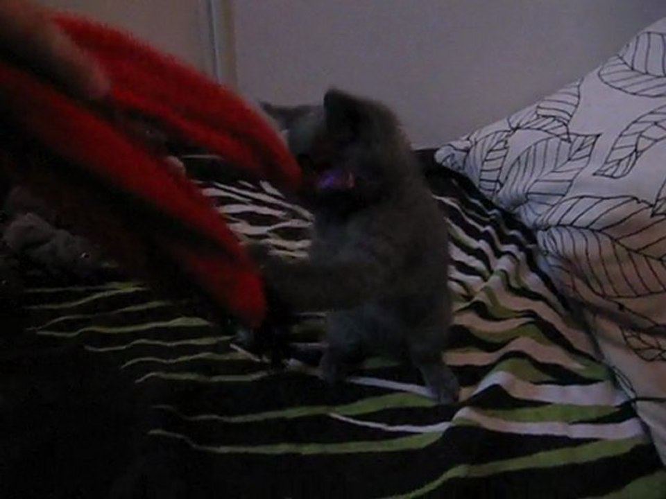 gizmo2