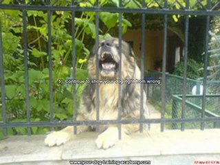 dog training secrets