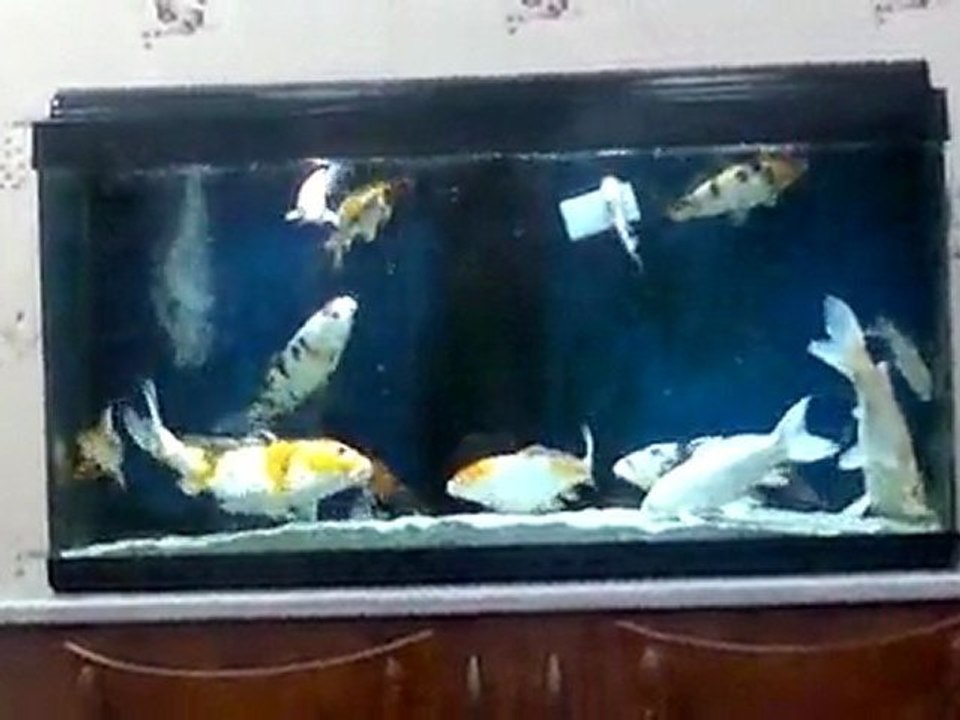 koi