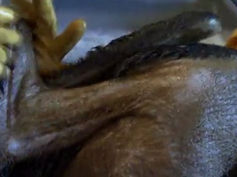 Saving Pelican 895 Trailer