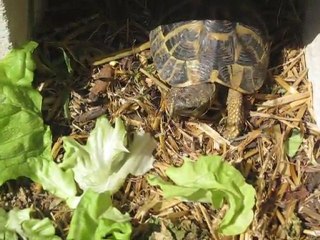 CROQUE SALADE  Choupinette la tortue 1.