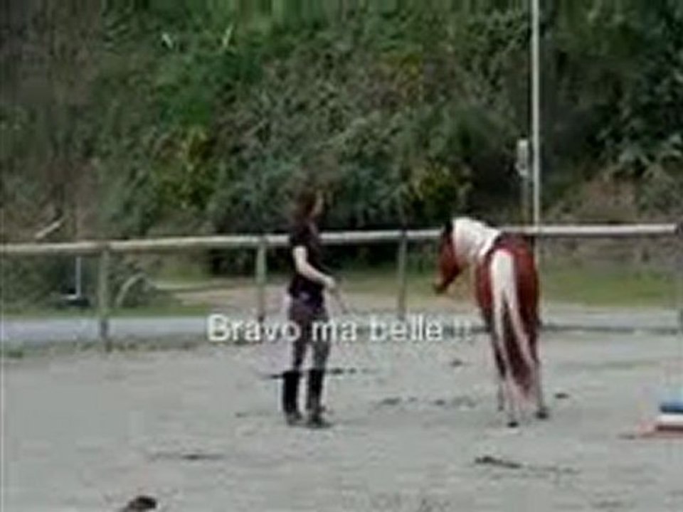 Cercle en liberté au trot