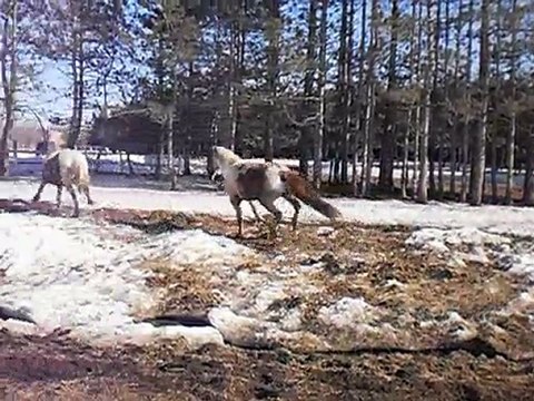 Jack et Russell !!! chevaux en liberté!