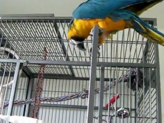 Lola, mon ara ararauna : fait de la grimpette