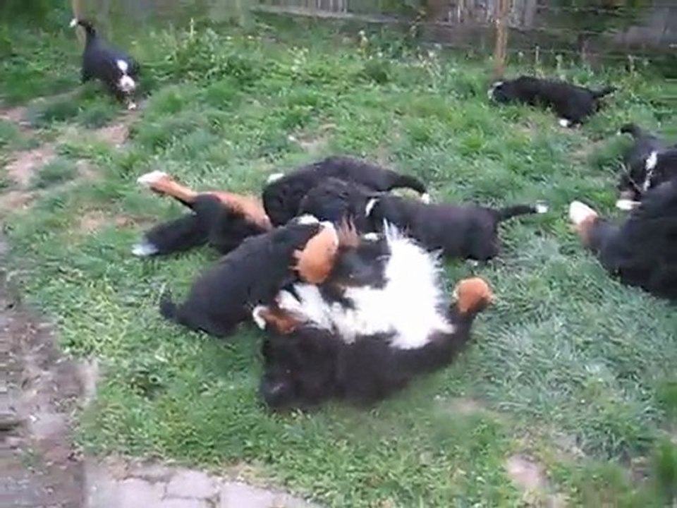 Darine et ses bébés d' un mois