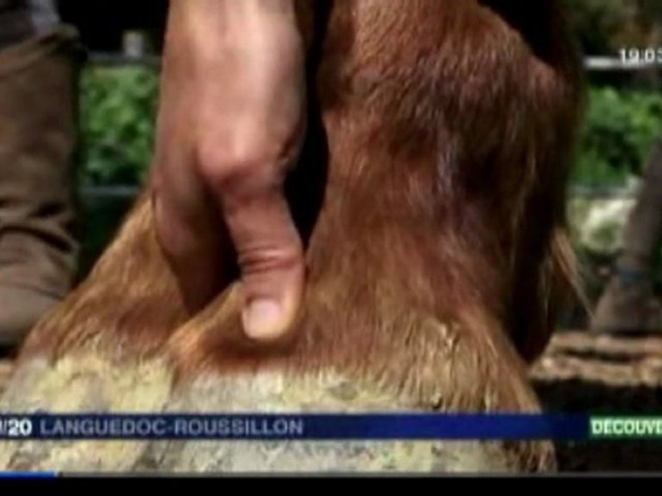 L'ethologie avec Marie-Pierre Kohler Reportage France 3