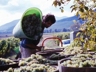 1983 Orschwihr forêt vendanges