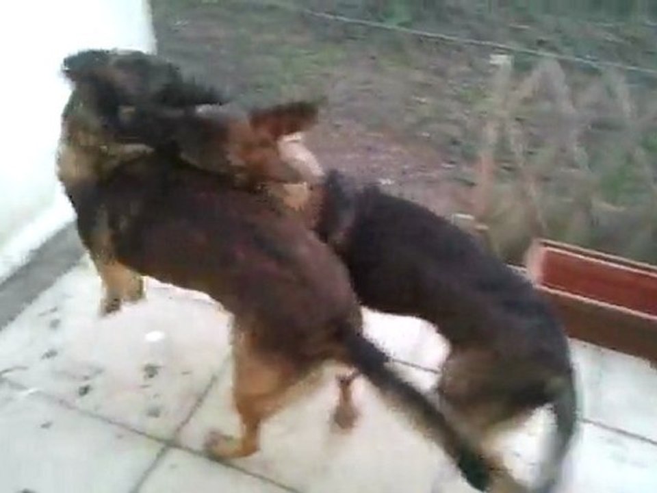 FIRE ET  SON POT TYSON