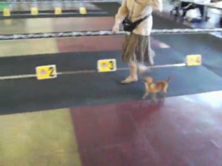 Shoting Star à Langerwehe 09.04.2011