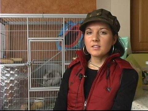 Chinchilla Care - How To Keep Chinchillas As Pets
