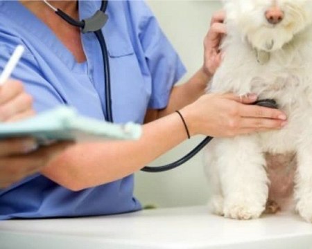 Colorado Franchise Business Consultant