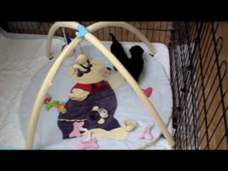 les bébés du printemps!