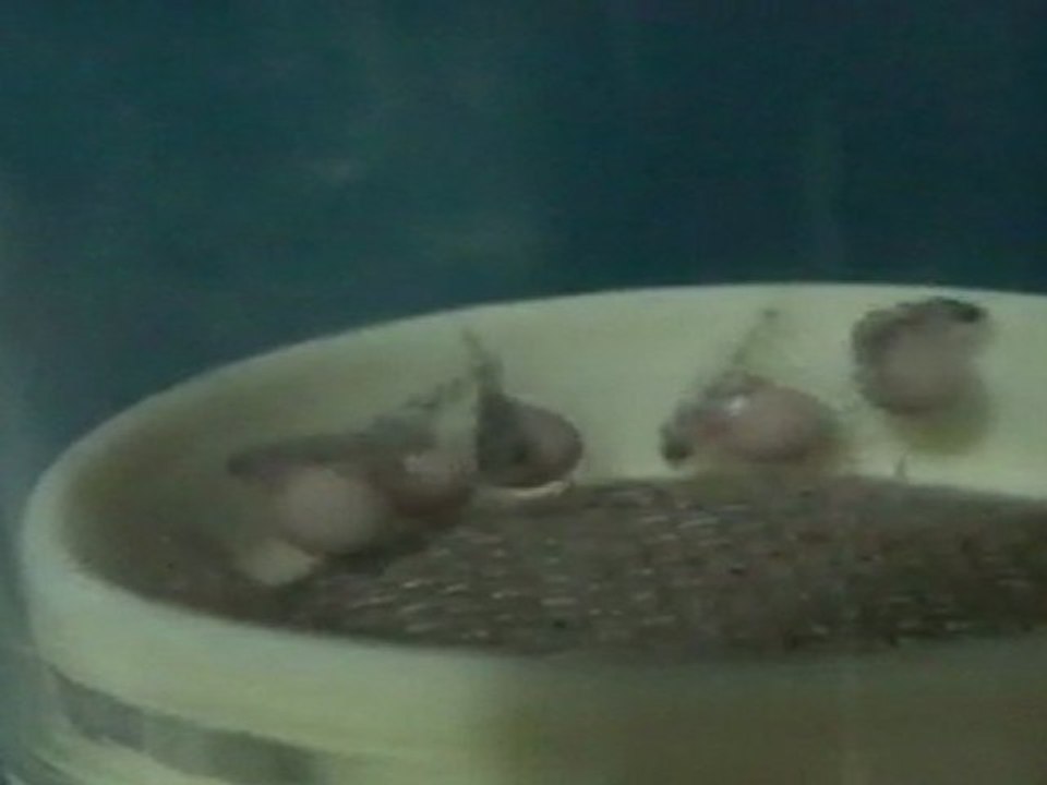 FRONTOZA BLUE ZAİRE KAPAMPA YUMURTALARI 12.04.2011  SAAT:10.00