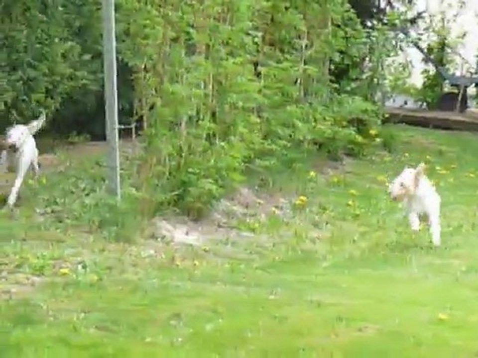 Course poursuite dans le jardin!!!