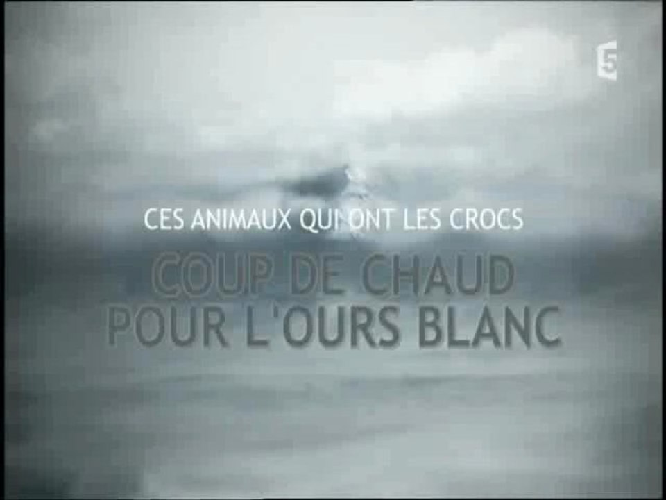 Ces animaux qui ont des crocs : l'ours polaire (1)