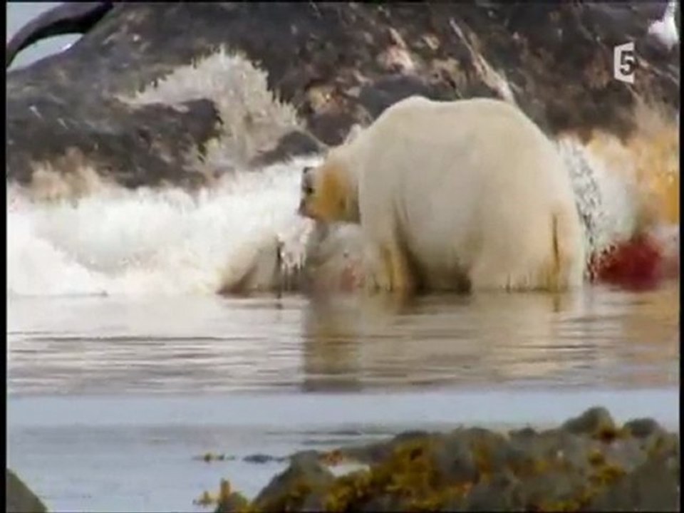 Ces animaux qui ont des crocs : l'ours polaire (3 et fin)